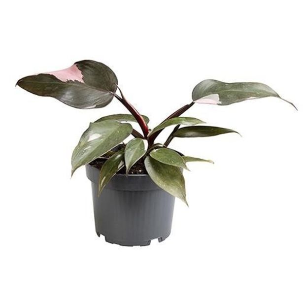 FILODENDRON PINK PRINCESS L15