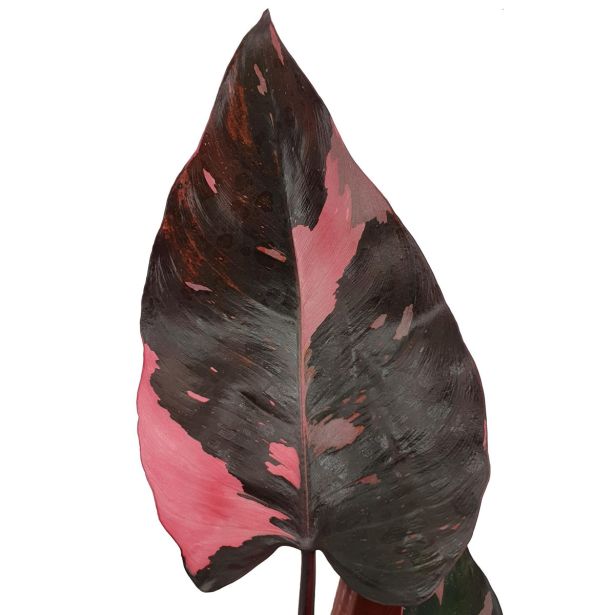 FILODENDRON PINK PRINCESS L15