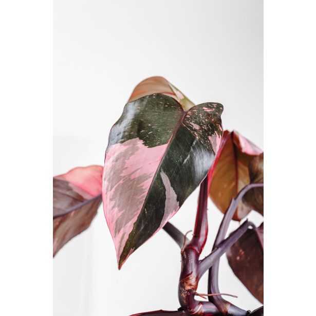 FILODENDRON PINK PRINCESS L15