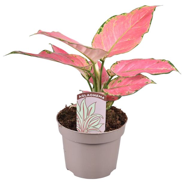 AGLONEMA PINK STAR ROZA L12 VIŠ 35 TOP
