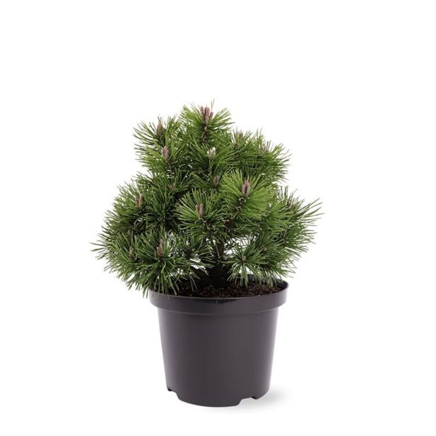 BOR RUŠEVJE L20 V30