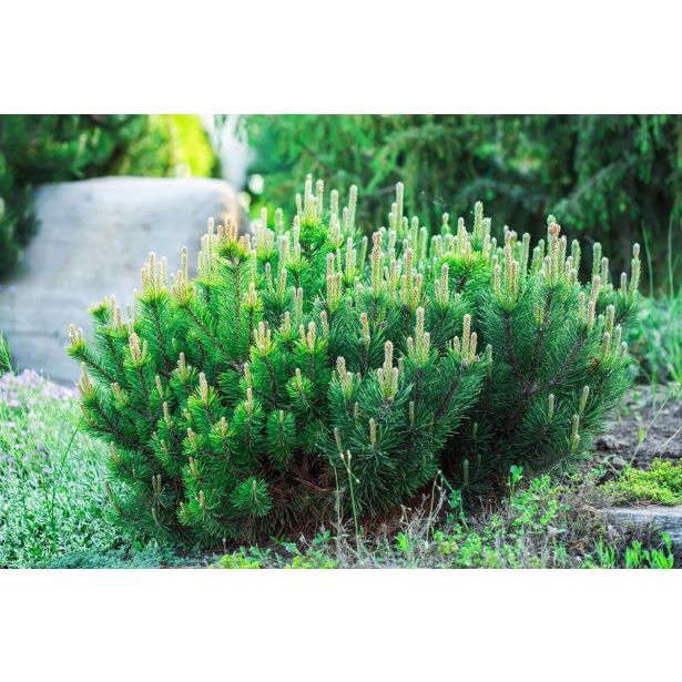 BOR RUŠEVJE L20 V30