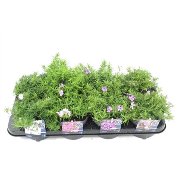 TRAJNICE MIX PLAMENKA MIX L13