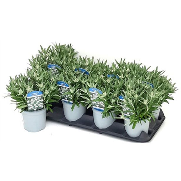 PLANIKA ALPINE WHITE' L13