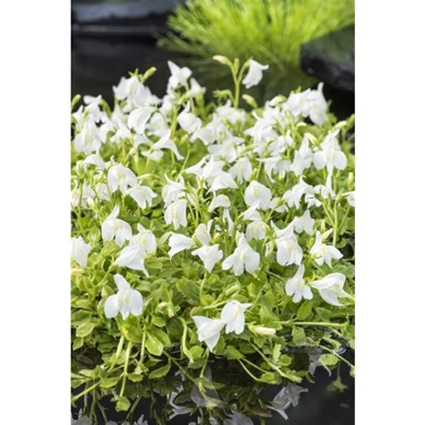 VODNE RASTLINE PLAZEČI MAZUS ALBUS L 9