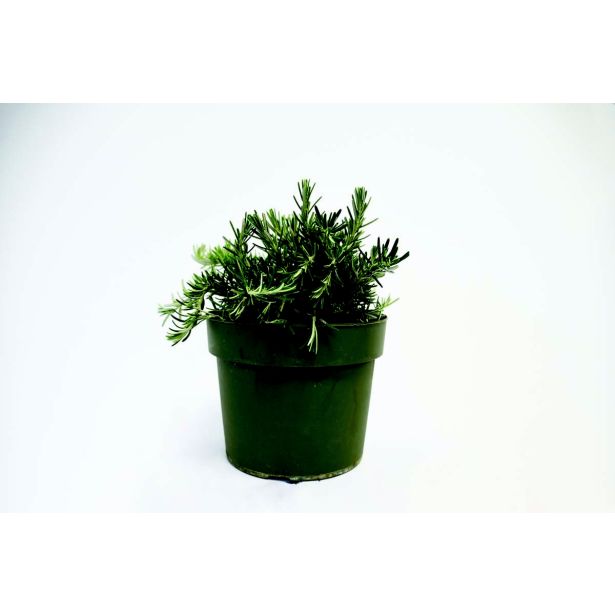 ROŽMARIN PLAZEČI L19