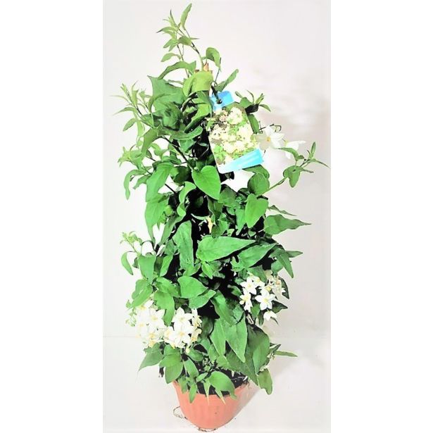 MEDITERANSKE RASTLINE PLEZAVI RAZHUDNIK L16