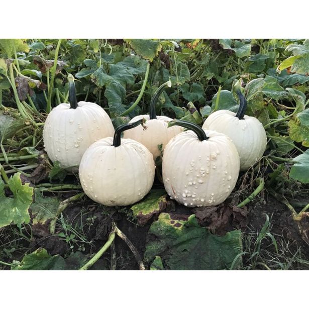 PLODOVKE BUČE L 10 CM