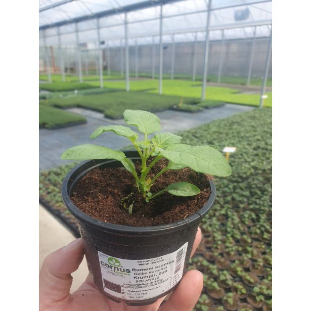 PLODOVKE KROMPIR L10