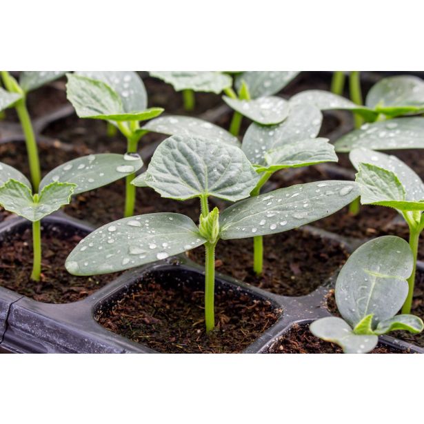 PLODOVKE KUMARE SOLATNE L10 CM