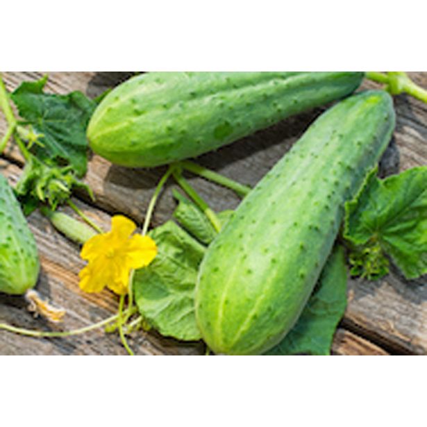 PLODOVKE KUMARE SOLATNE L10 CM