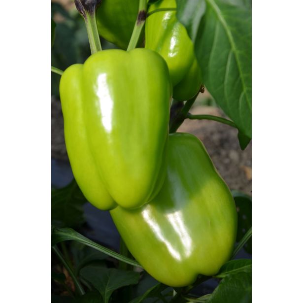 PLODOVKE PAPRIKA RUMENA L10 CM