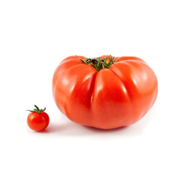 PLODOVKE PARADIŽNIK ZGODNJI L10 CM