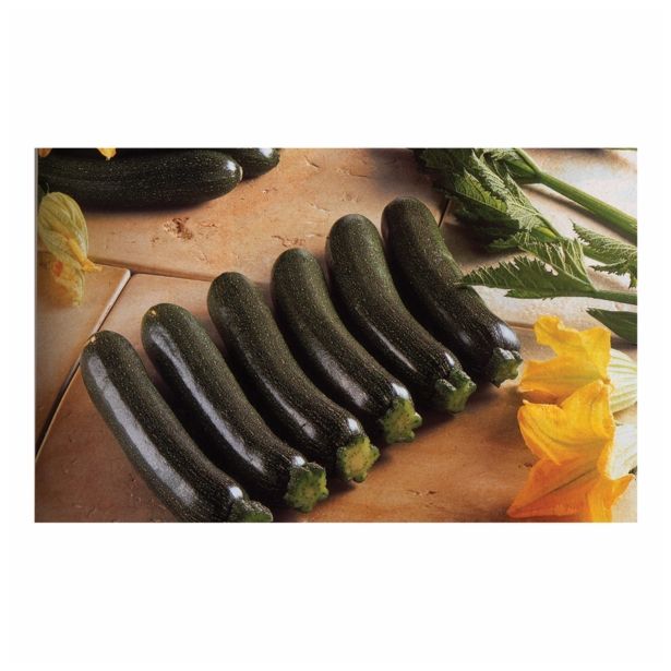 PLODOVKE VOLMARY BUČKA ZELENA L11 ZODIAC