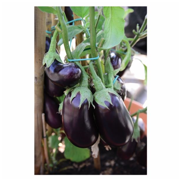 PLODOVKE VOLMARY CEPLJEN JAJČEVEC L12 MADONNA F1