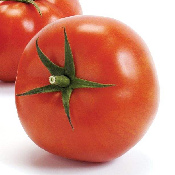 PLODOVKE VOLMARY CEPLJEN PARADIŽNIK L12 IMAGINE MAXI RED