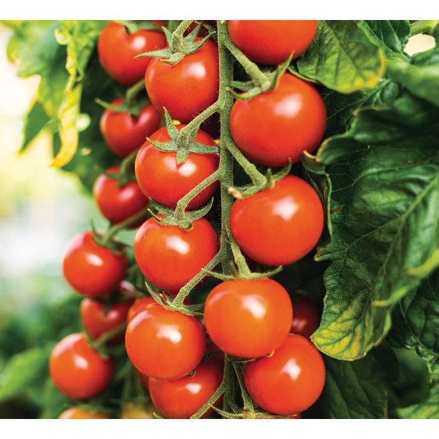 PLODOVKE VOLMARY CEPLJEN PARADIŽNIK SANVITOS ČEŠNJEV