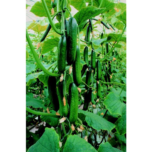 PLODOVKE VOLMARY CEPLJENA KUMARA L12 MELVA MIDIOS F1