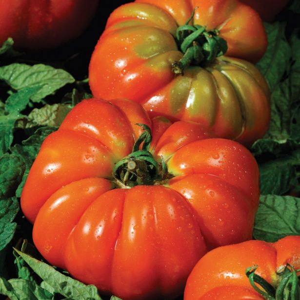 PLODOVKE VOLMARY CEPLJENI ITALIJANSKI MESNAT PARADIŽNIK DELIZIA