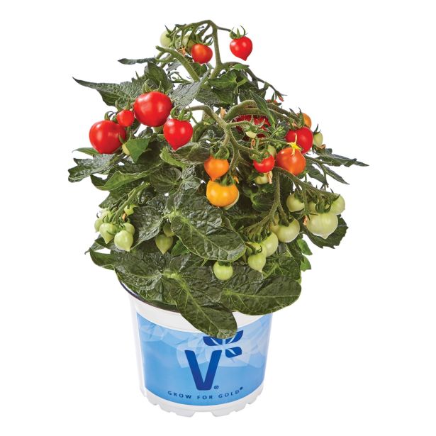 PLODOVKE VOLMARY MINI PARADIŽNIK L12 ROMANTIKO
