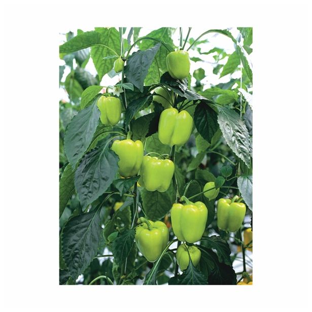 PLODOVKE VOLMARY PAPRIKA BELUGA L11 LIGHT GREEN CAPSICUM AN.