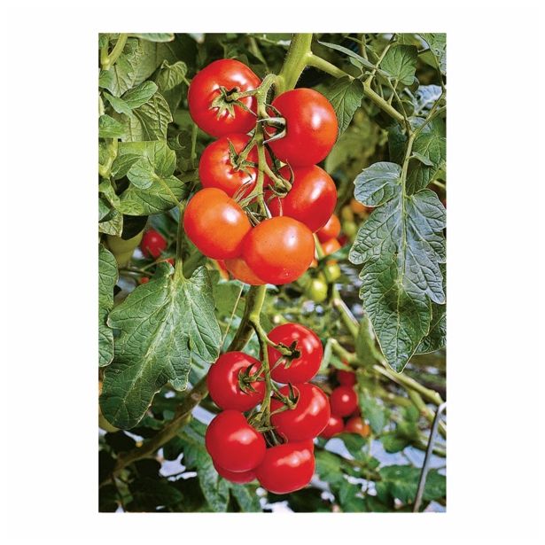 PLODOVKE VOLMARY PARADIŽNIK L12 CM PHANTASIA