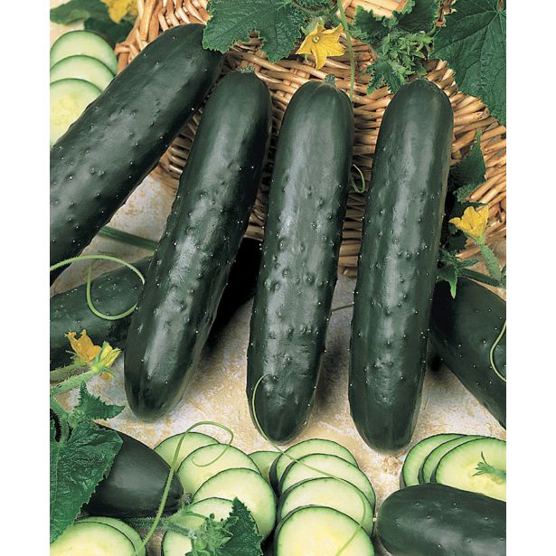 PLODOVKE VOLMARY SOLATNA KUMARA L11 PAGIRA KENIA F1