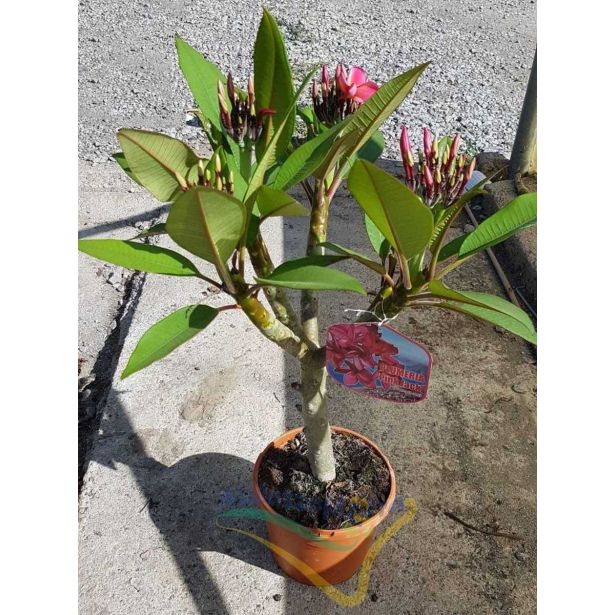 MEDITERANSKE RASTLINE PLUMERIJA MIX L19