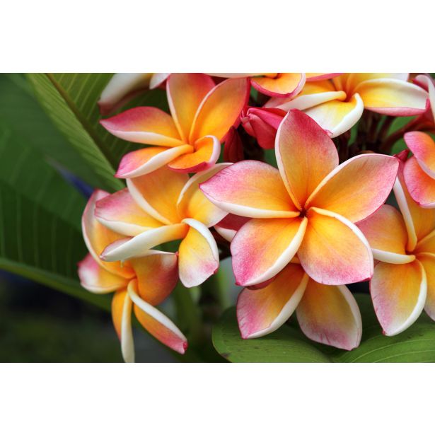 MEDITERANSKE RASTLINE PLUMERIJA NA STEBLU L15