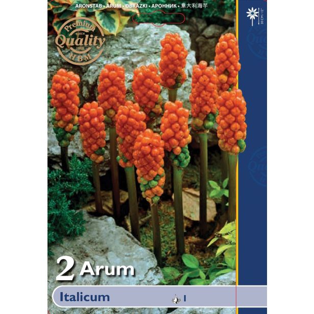 POLETI CVETOČA ČEBULICA HOLLAND BULB MARKET ARUM ITALICUM