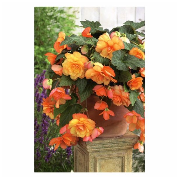 BEGONIJA HOLLAND BULB MARKET VISEČA SUNRAY