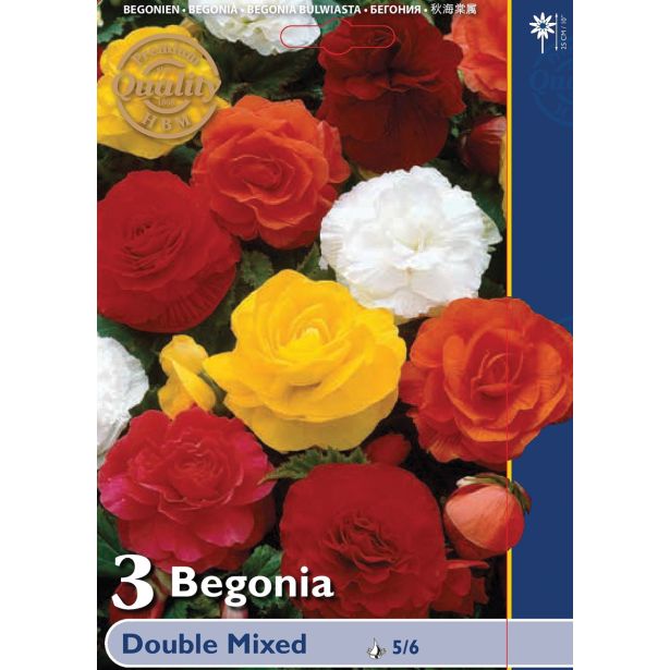 BEGONIJA HOLLAND BULB MARKET DVOJNA