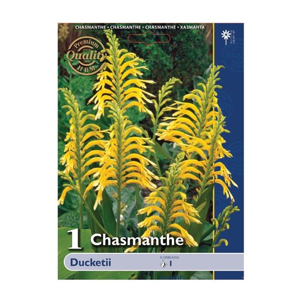 POLETI CVETOČA ČEBULICA HOLLAND BULB MARKET CHASMANTHE DUCKETII