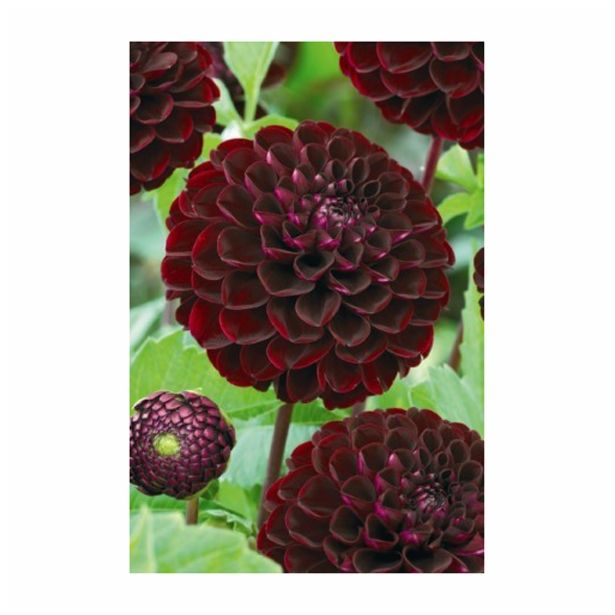 DALIJA HOLLAND BULB MARKET BALL DARK SPIRIT