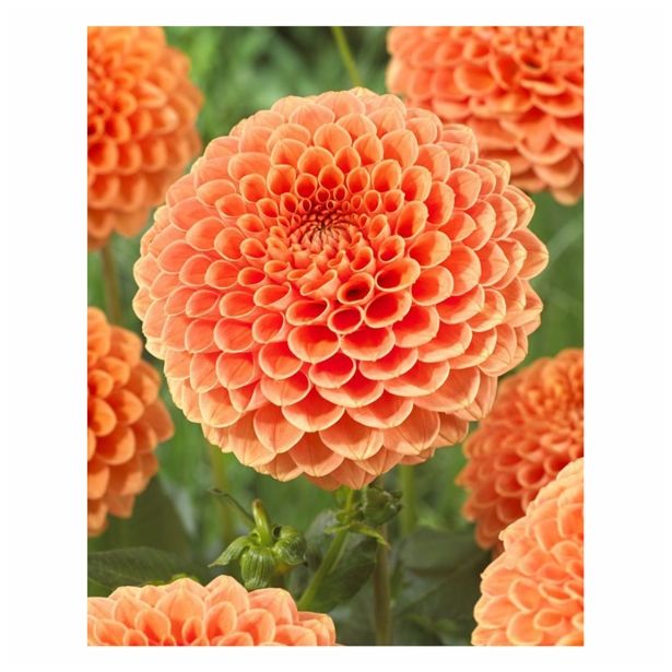 DALIJA HOLLAND BULB MARKET BALL JOWEY NICKY