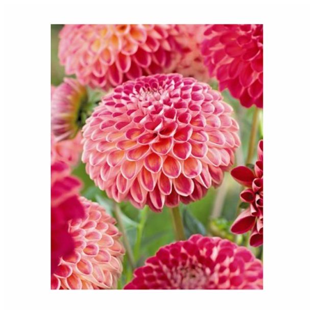 DALIJA HOLLAND BULB MARKET BALL KENORA FIREBALL