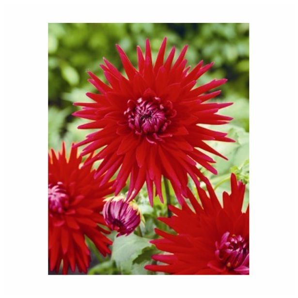 DALIJA HOLLAND BULB MARKET CACTUS RED MARJORETTE