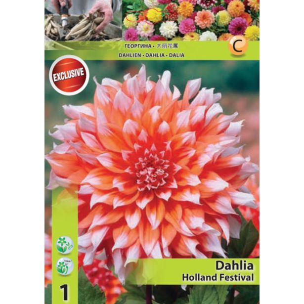 DALIJA HOLLAND BULB MARKET DEKORATIVNA HOLLAND FESTIVAL