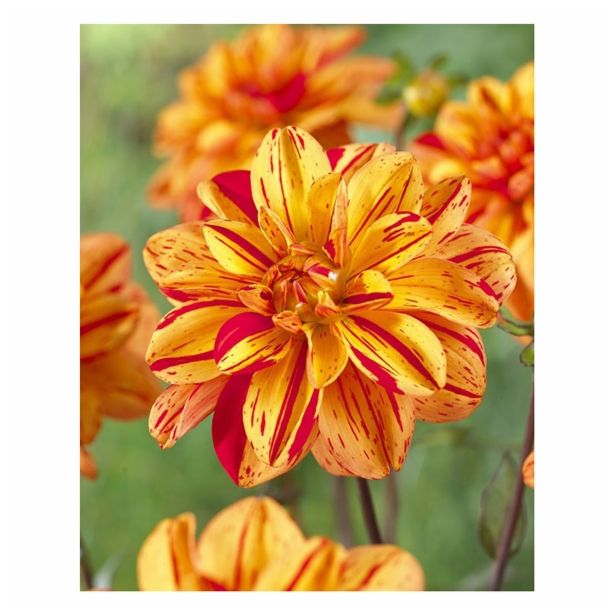 DALIJA HOLLAND BULB MARKET DEKORATIVNA PASOLINI