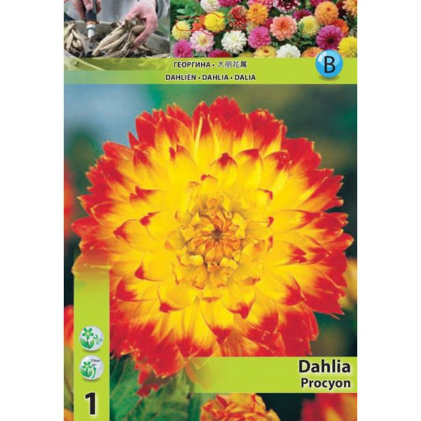 DALIJA HOLLAND BULB MARKET DEKORATIVNA PROCION