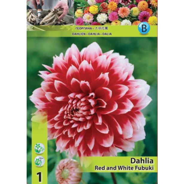 DALIJA HOLLAND BULB MARKET DEKORATIVNA RED AND WHITE FUBUKI