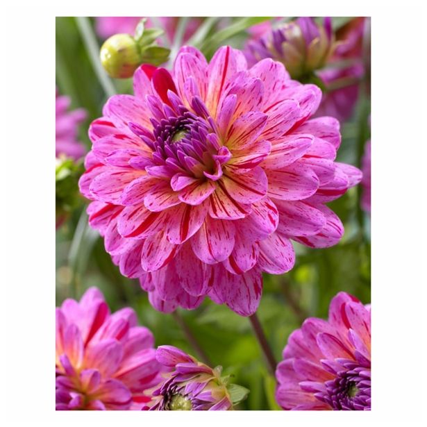 DALIJA HOLLAND BULB MARKET DEKORATIVNA TROPICAL