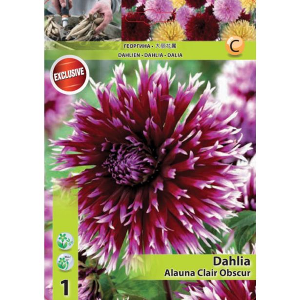 DALIJA HOLLAND BULB MARKET NAZOBČANA ALAUNA CLAIR OBSCUR