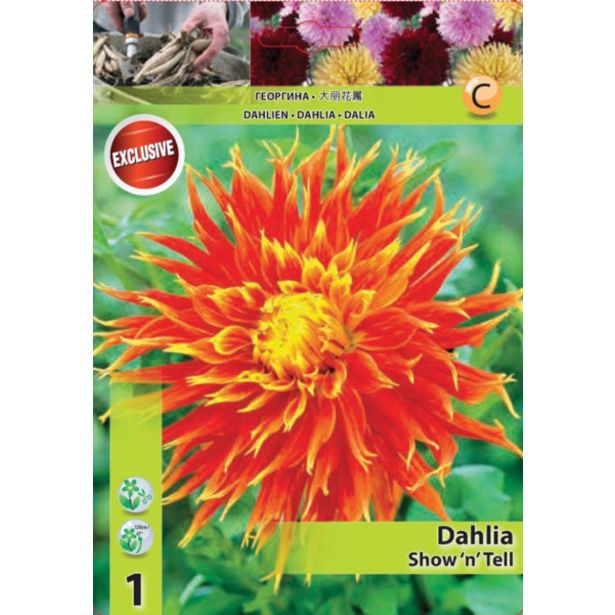 DALIJA HOLLAND BULB MARKET NAZOBČANA SHOW 'N' TELL