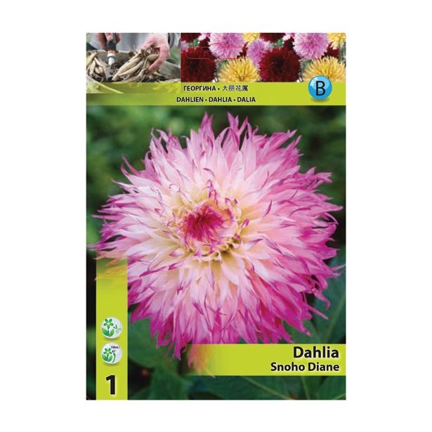 DALIJA HOLLAND BULB MARKET NAZOBČANA SNOHO DIANE