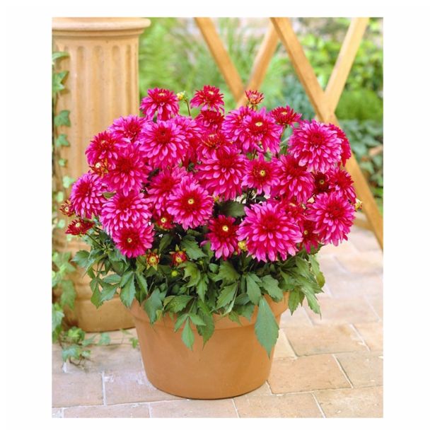 DALIJA HOLLAND BULB MARKET POT CHEEKY GLOW