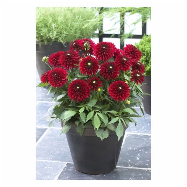 DALIJA HOLLAND BULB MARKET POT FRIVOLOUS GLOW