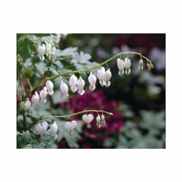 POLETI CVETOČA ČEBULICA HOLLAND BULB MARKET DICENTRA SPECTABILIS ALBA