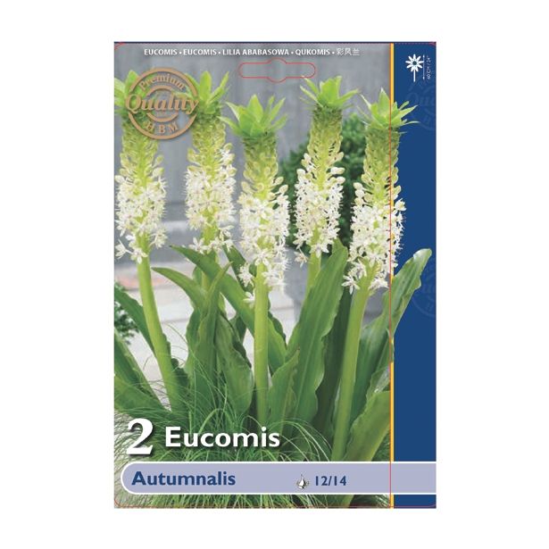 POLETI CVETOČA ČEBULICA HOLLAND BULB MARKET EUCOMIS PTUMNALIS