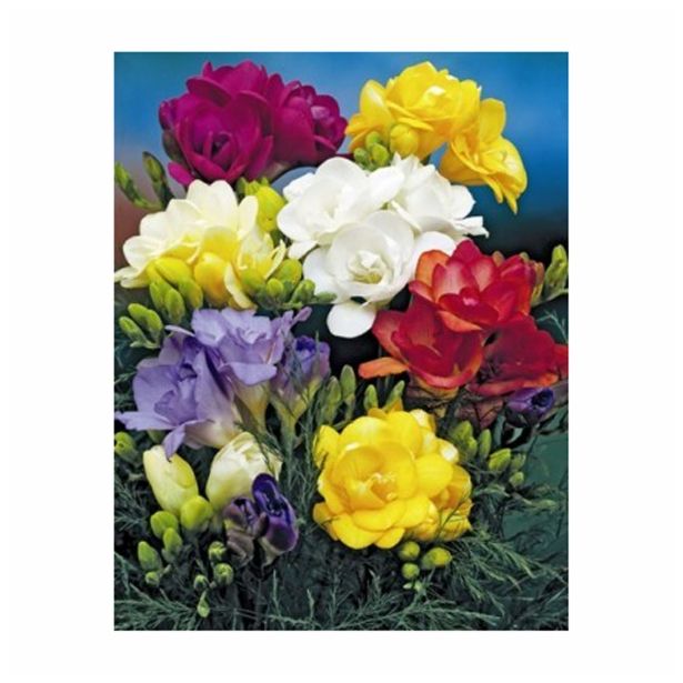 POLETI CVETOČA ČEBULICA HOLLAND BULB MARKET FREESIA DOUBLE MIXED